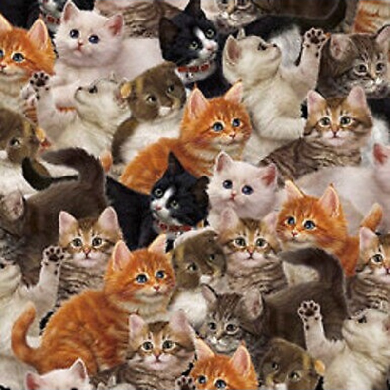 Literary Kitties Packed Kitties Multi by Quilting Treasures